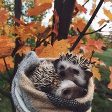 Схема вышивки «Ежики»