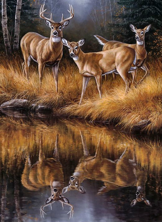 Олени - животные, звери, лес - оригинал