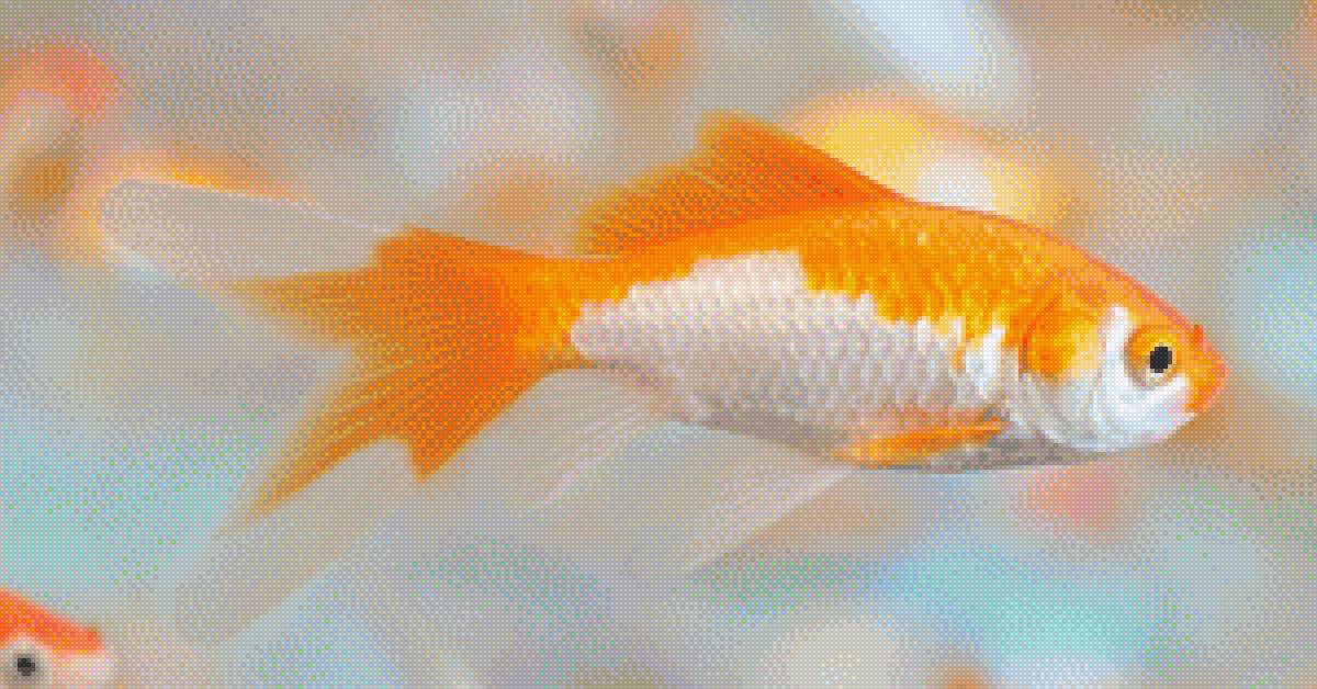 Золотая рыбка - предпросмотр