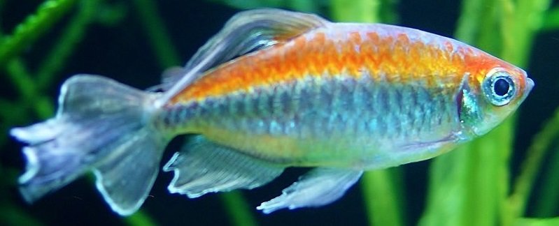 Маленькая рыбка - оригинал