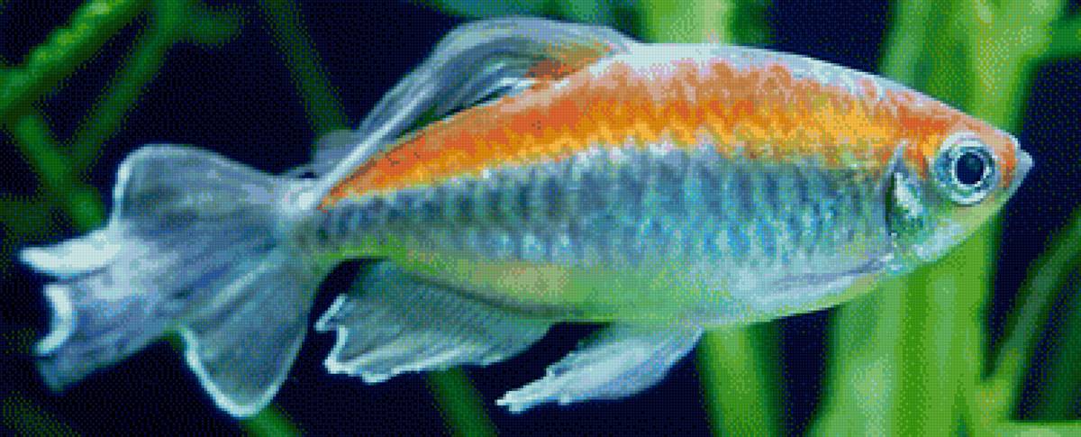 Маленькая рыбка - предпросмотр