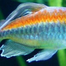 Маленькая рыбка