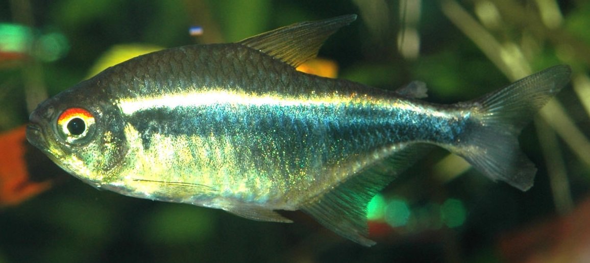 Рыбка - оригинал