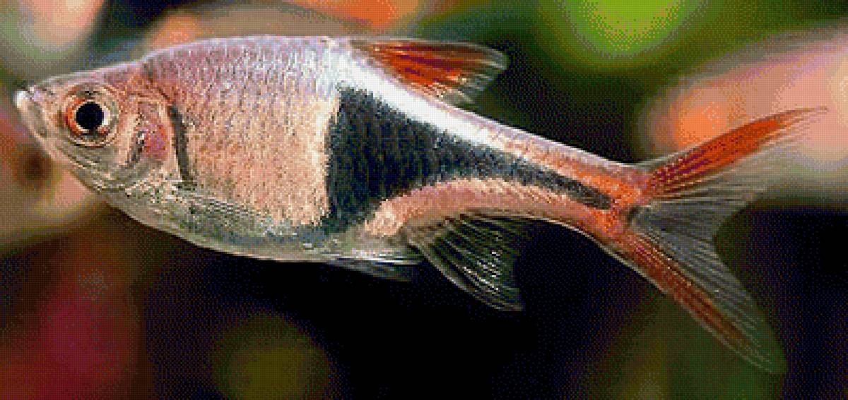 Рыбка - предпросмотр