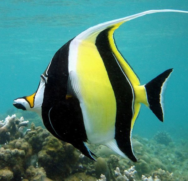 Рыбка - оригинал