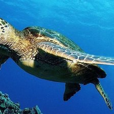 Схема вышивки «Черепаха»