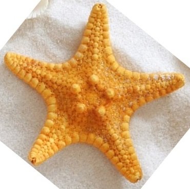 Морская звезда - оригинал