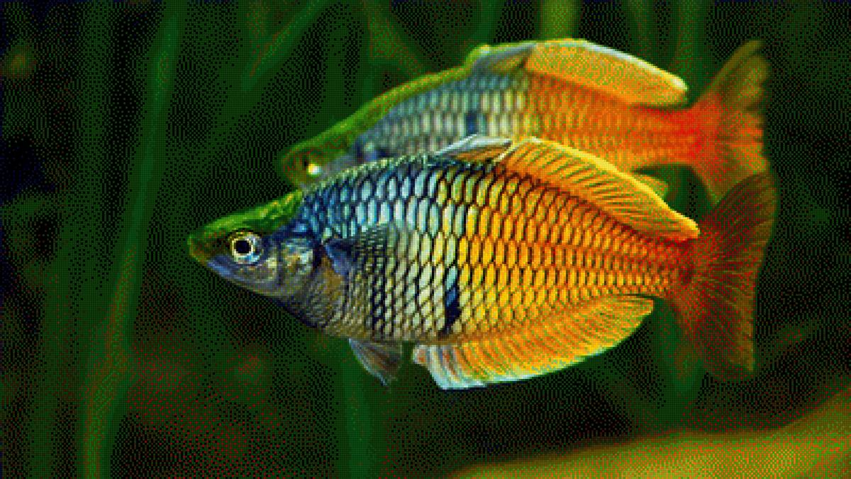 Рыбка - предпросмотр