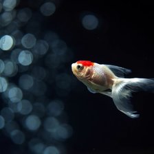 Схема вышивки «Рыбка»