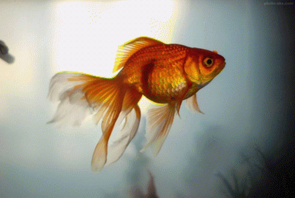 Рыбка - предпросмотр