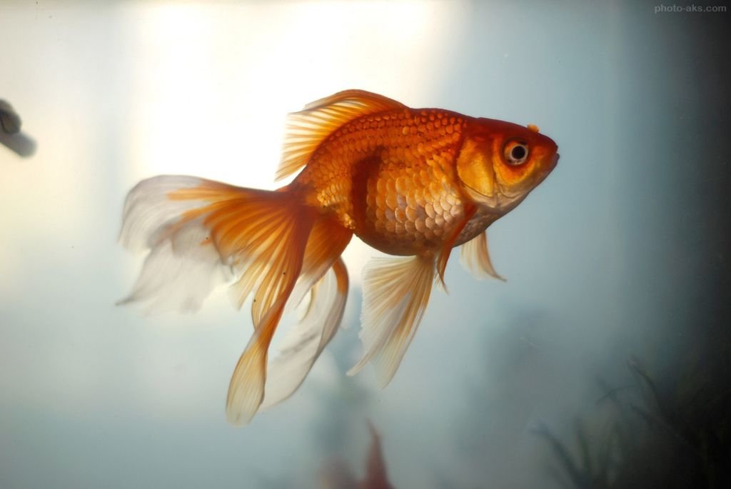 Золотая рыбка - оригинал