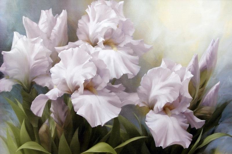 Ирисы белые - цветы - оригинал