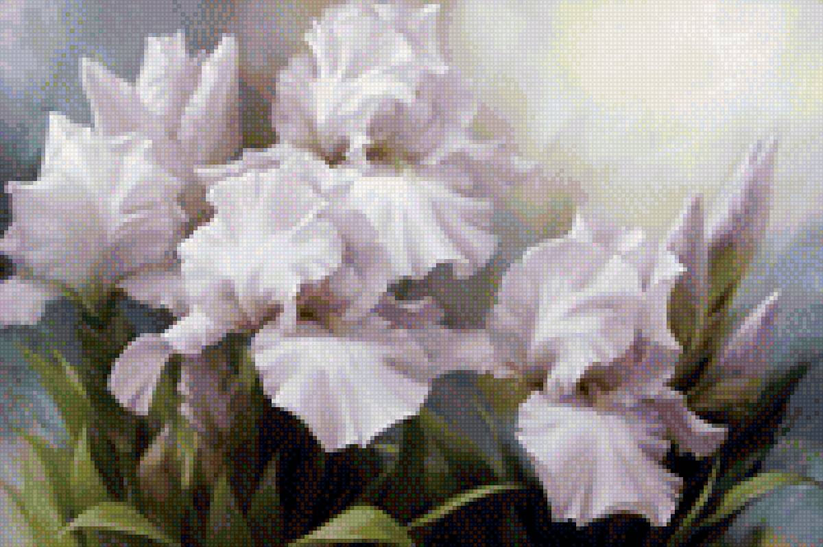 Ирисы белые - цветы - предпросмотр