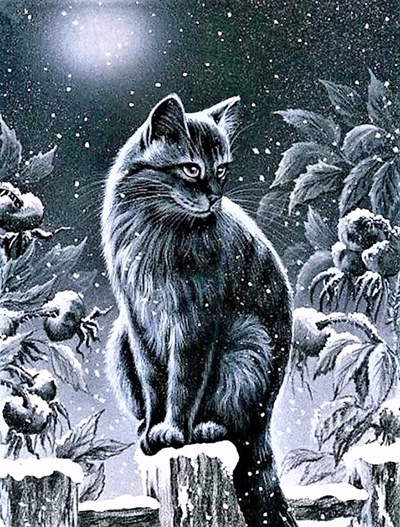 Black cat - оригинал