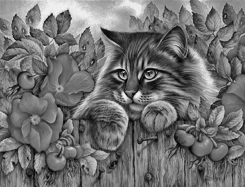 кот на заборе - оригинал