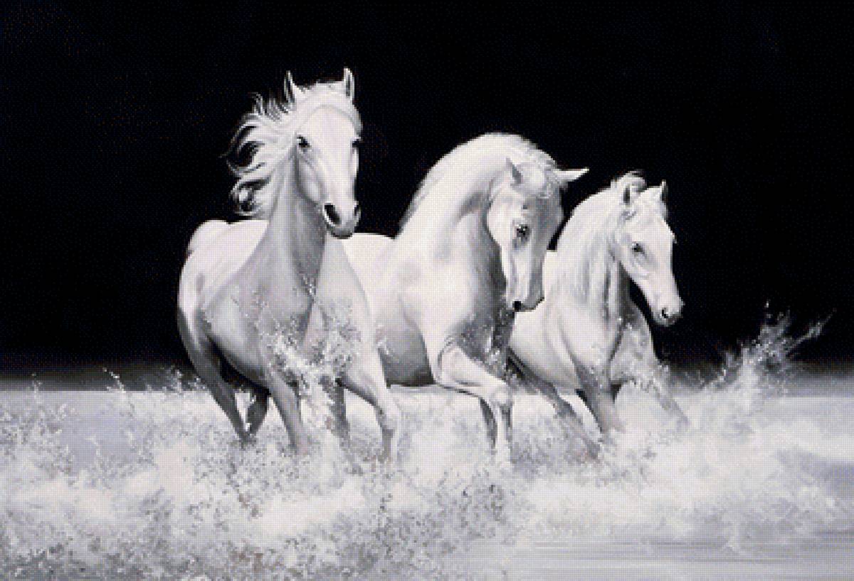 Белые кони - кони, на черном, лошади - предпросмотр