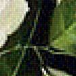 Предпросмотр схемы вышивки «белые розы» (№1755190)