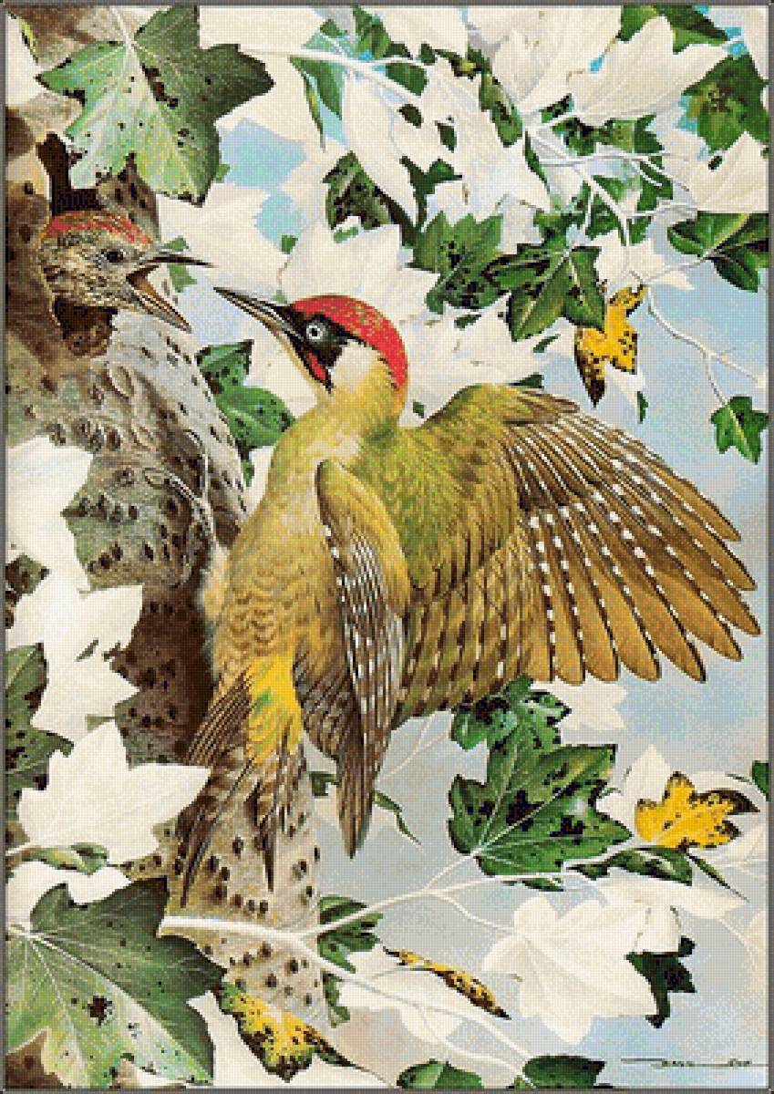 птицы - птицы - предпросмотр