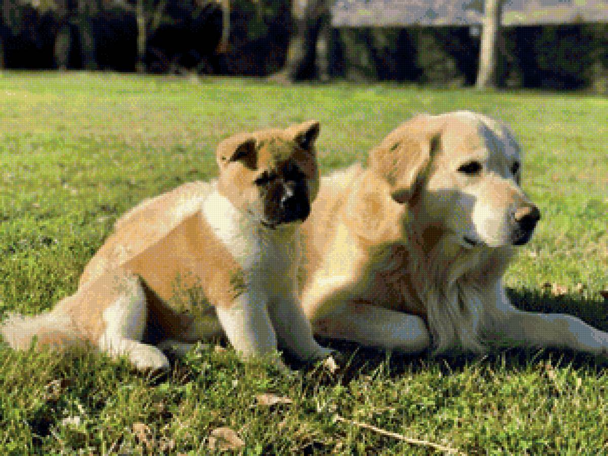 песики - предпросмотр