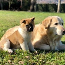 Схема вышивки «песики»