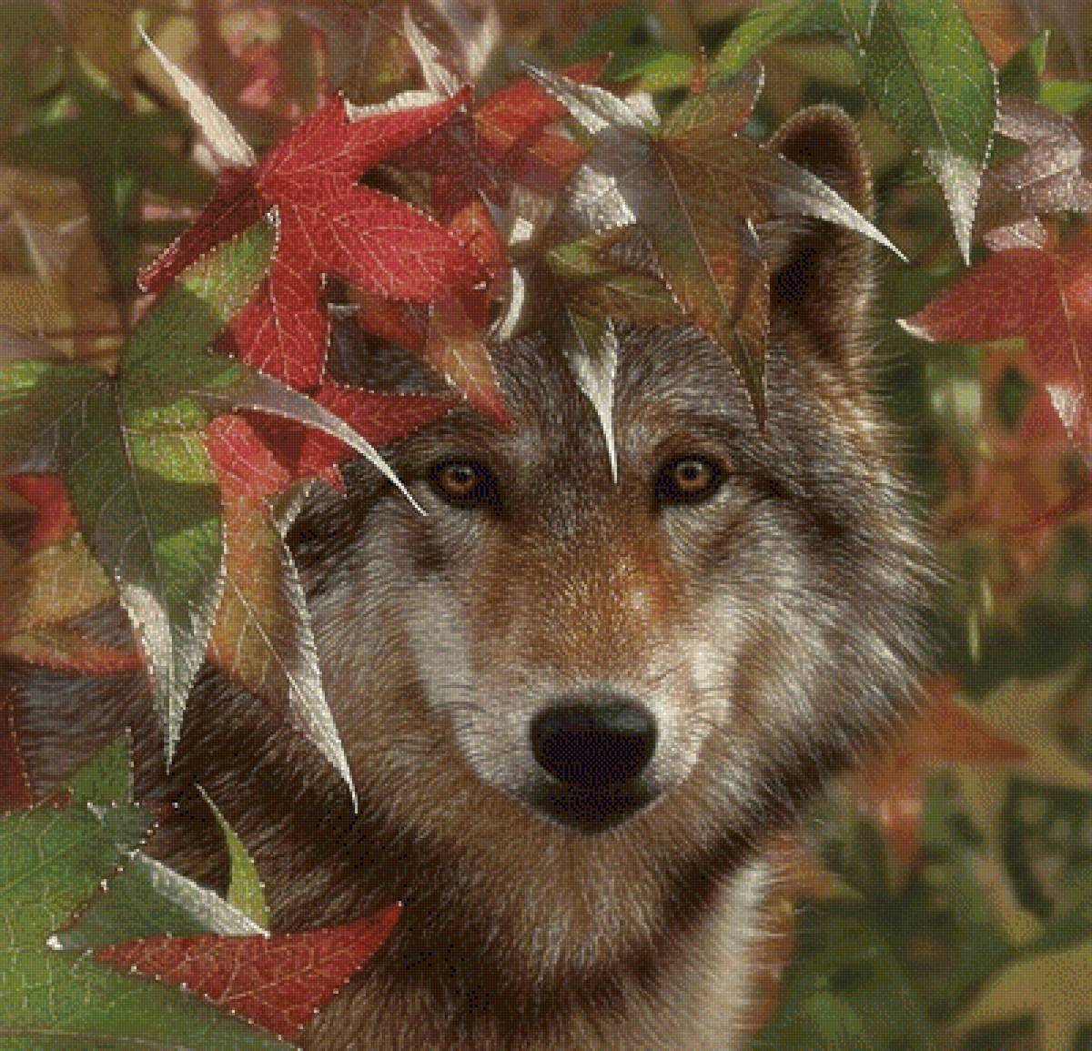 ВОЛК - природа, волк, дикие животные, by collin bogle - предпросмотр