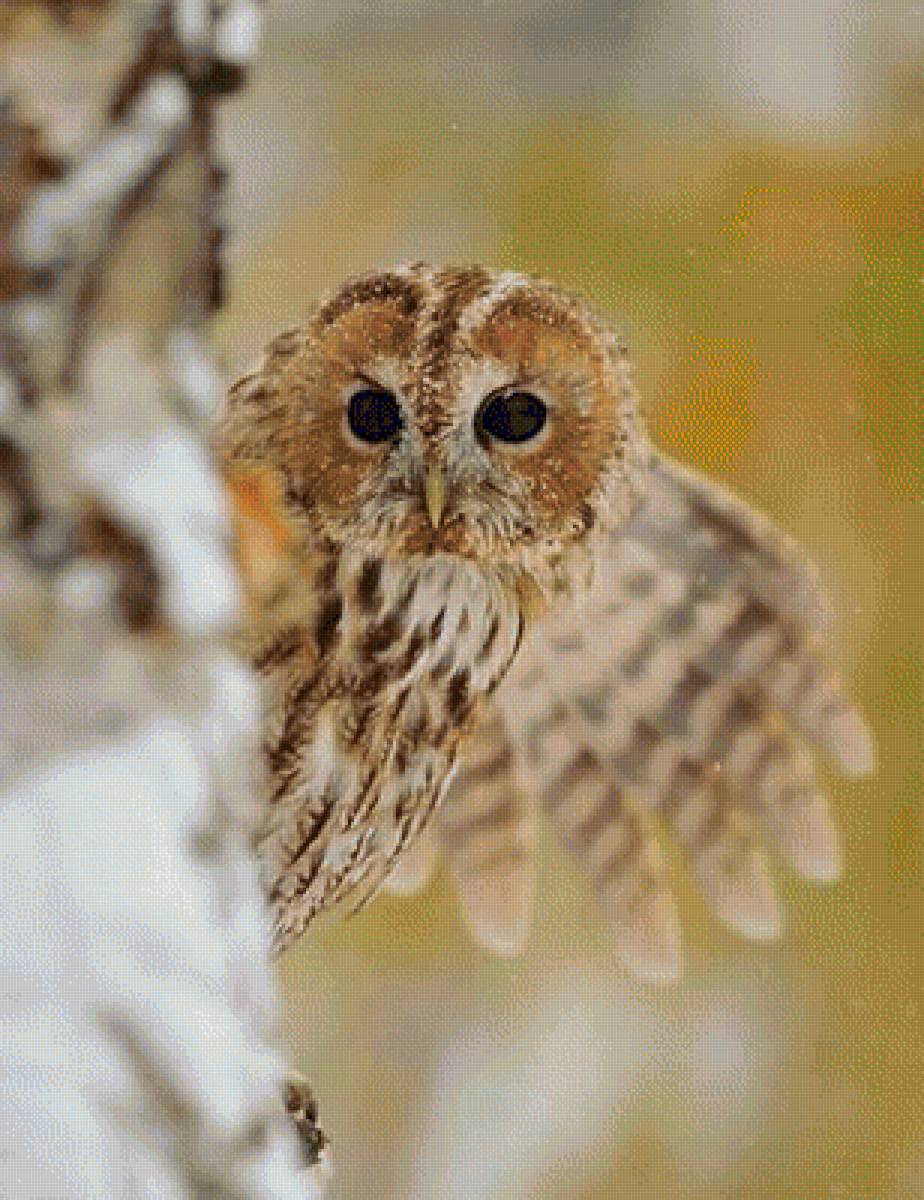 СОВА - природа, сова - предпросмотр