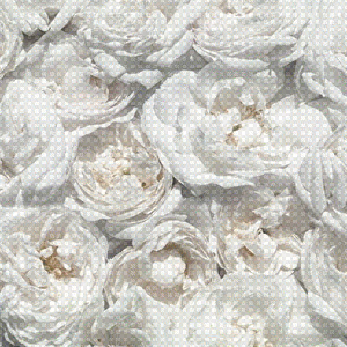 белые пионы - букет, белый, розовый, пионы - предпросмотр