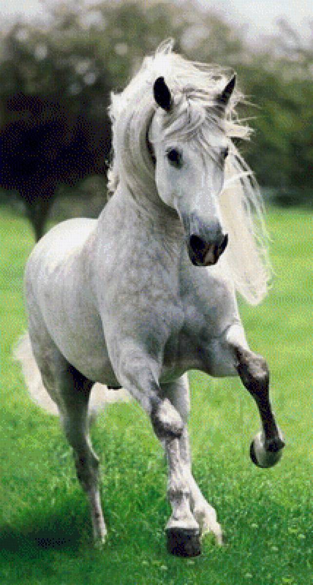 ПРЕКРАСНЫЙ КОНЬ - природа, прекрасный конь, животные - предпросмотр