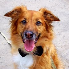 Схема вышивки «Боня в бабочке»