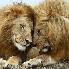 Схема вышивки «Львы»