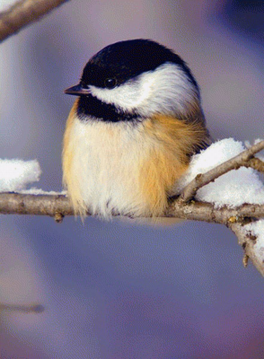 Птичка - предпросмотр