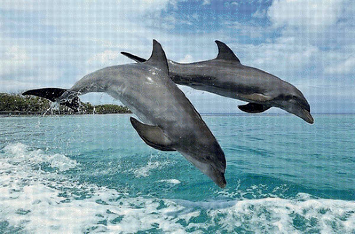 дельфины - природа, море, фото, дельфины, животные - предпросмотр