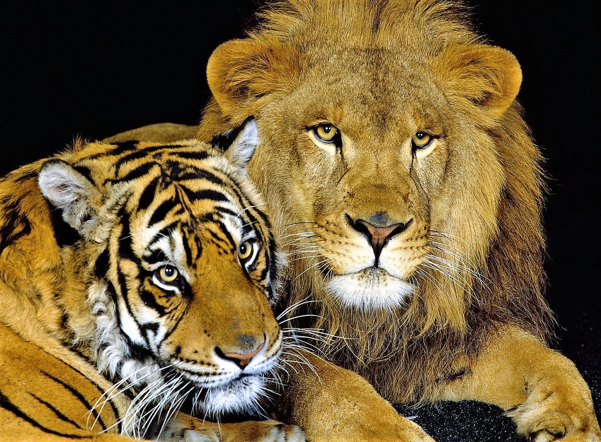 Схема вышивки «лев и львица» Вышивка крестом