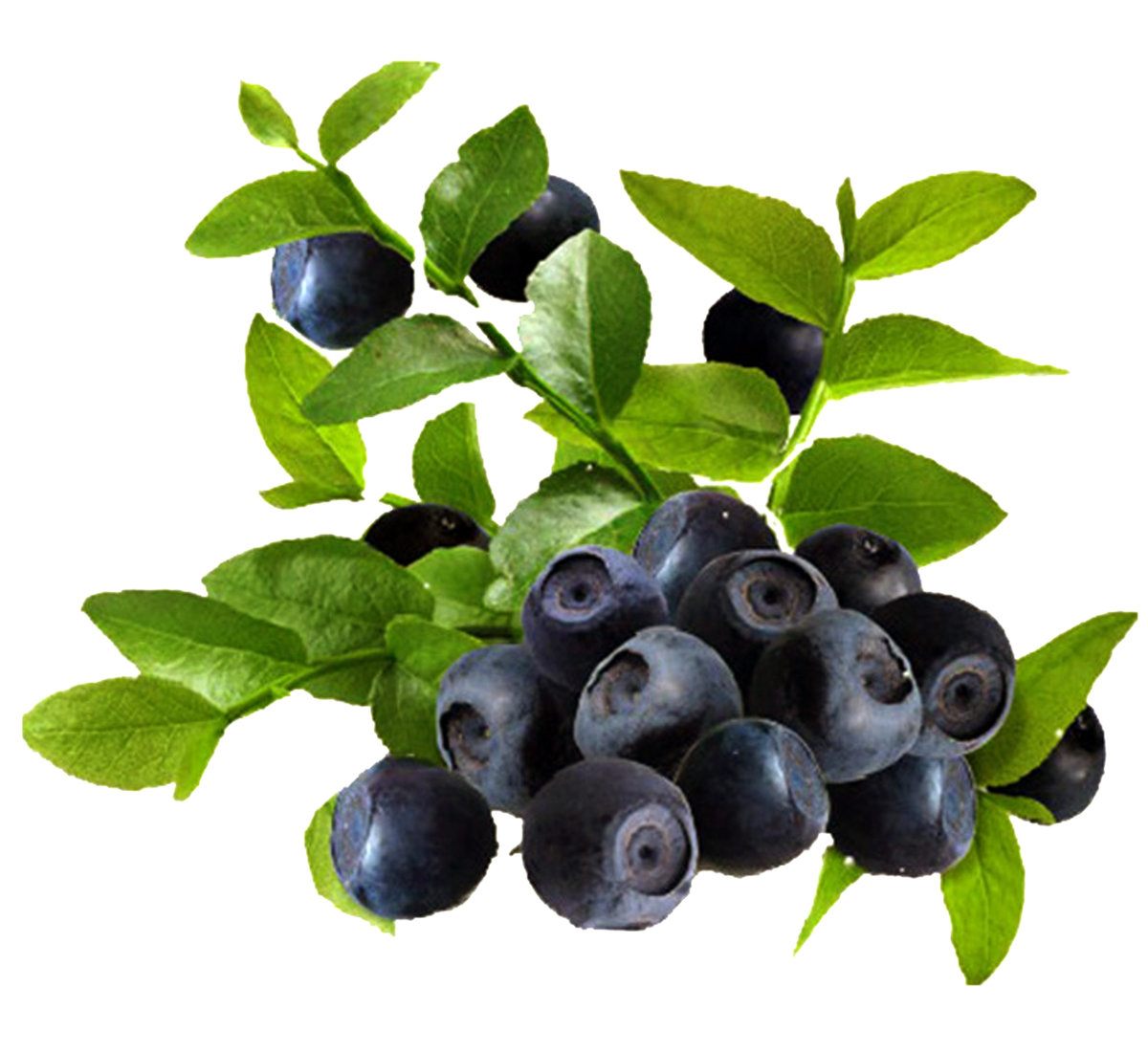 черника 1 - оригинал