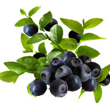 Схема вышивки «черника 1»