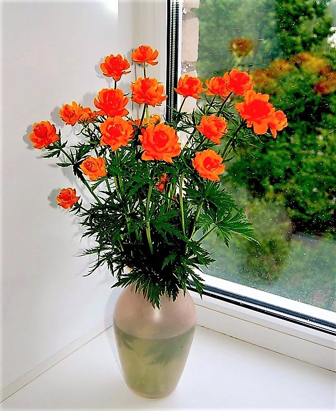 красные розы у окна - цветы, букет, розы, фото - оригинал