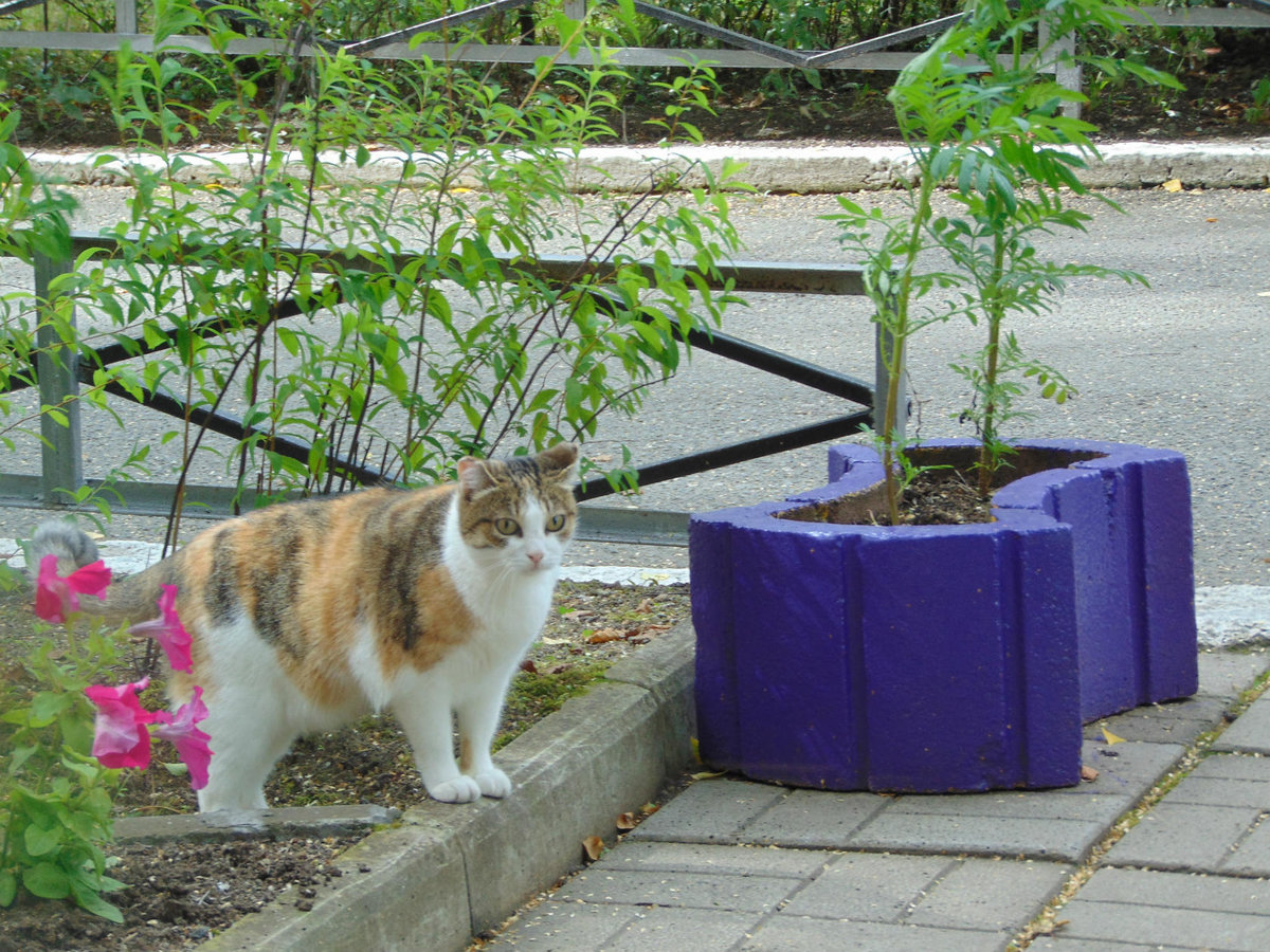 мюся - оригинал