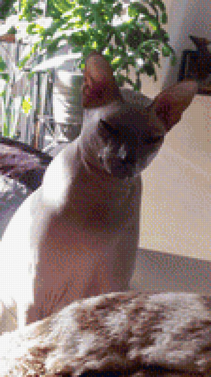 Сфинкс - кошки, лысая, серая., сфинкс - предпросмотр