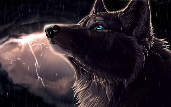 Волк и молния - молния, дождь, волк - оригинал