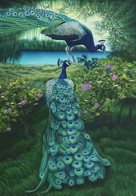 павлины - мир животных - оригинал