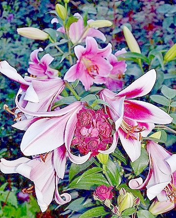 розовые лилии - оригинал