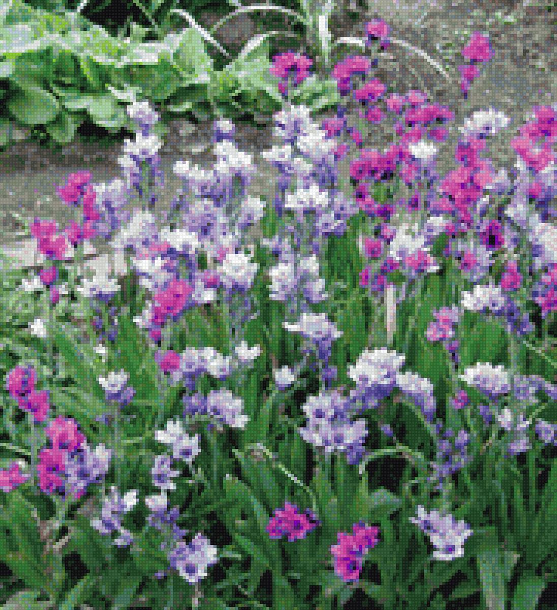 бабиана - цветы - предпросмотр