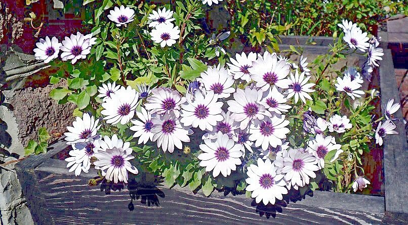 остеоспермум - цветы - оригинал