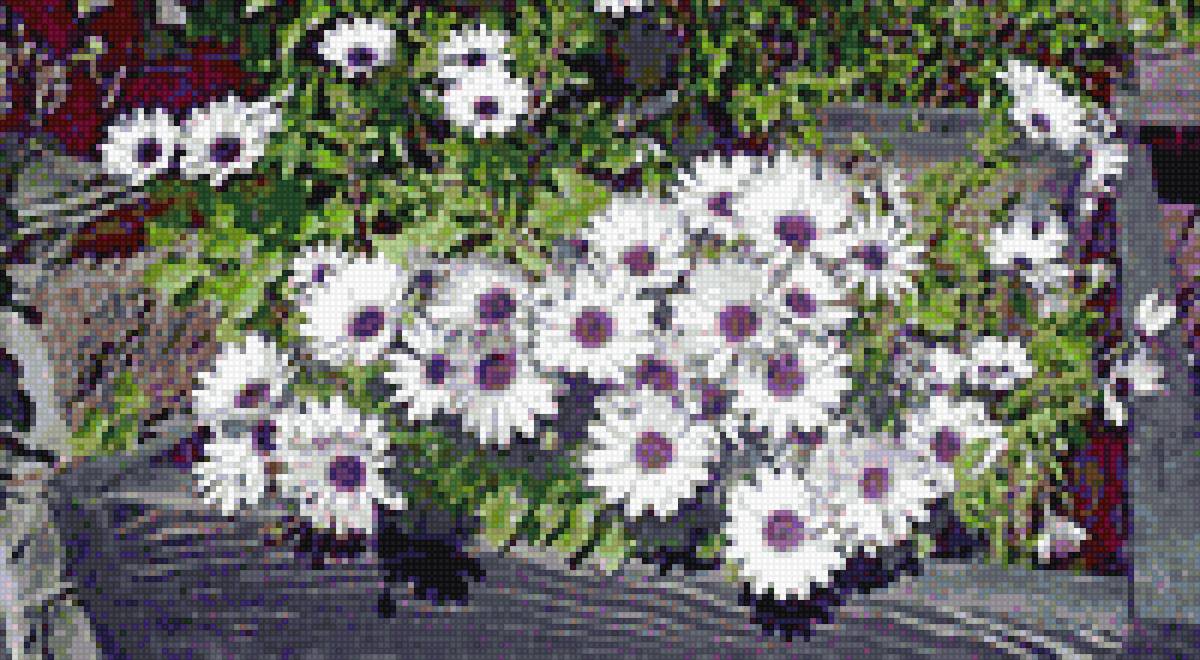 остеоспермум - цветы - предпросмотр