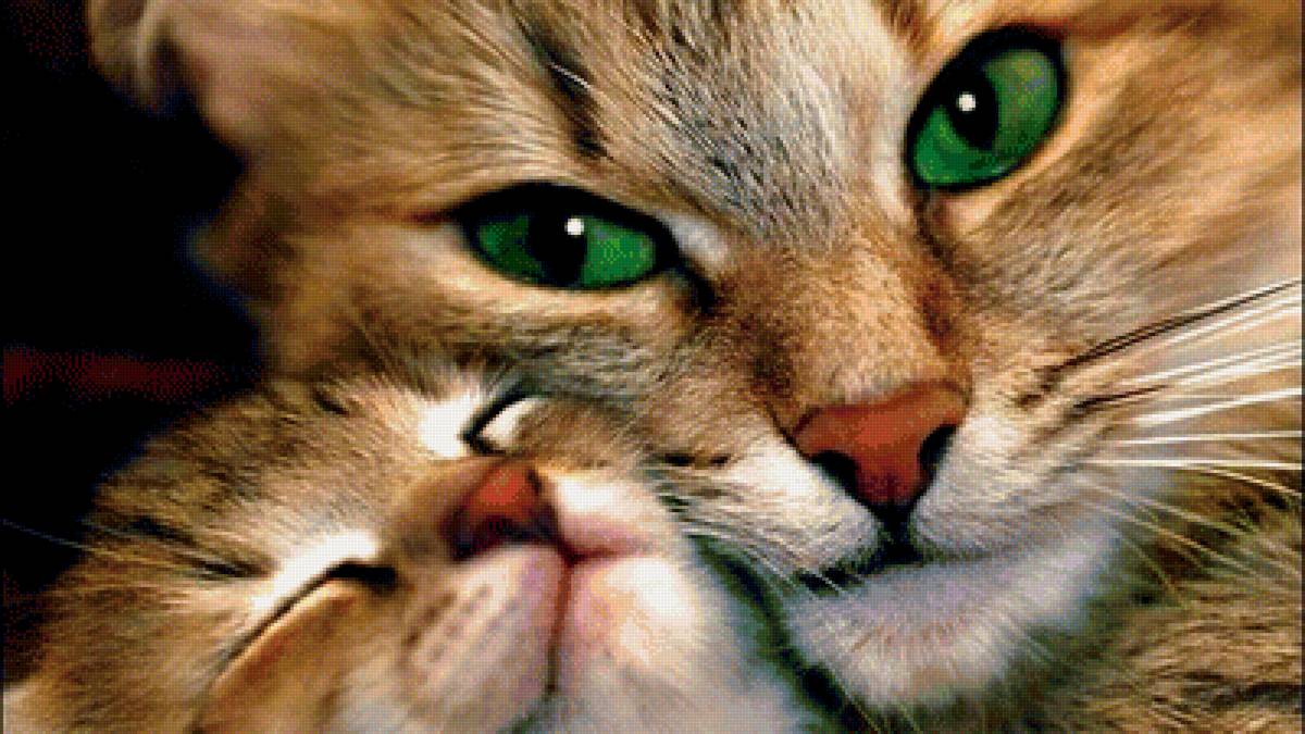 Нежность - кошки - предпросмотр