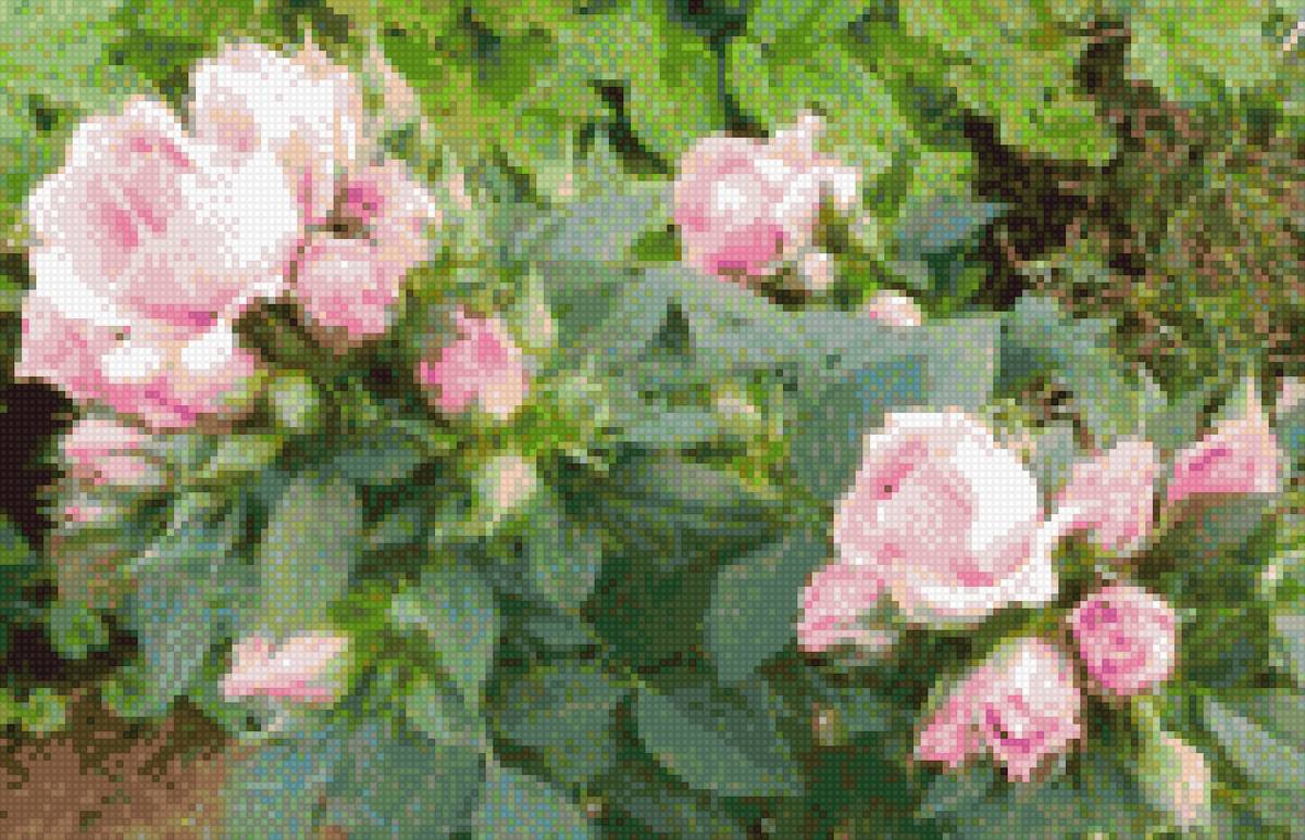 розы - предпросмотр