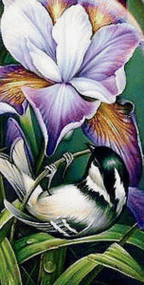 синичка на ирисе - предпросмотр