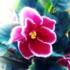 Схема вышивки «Фиалка»