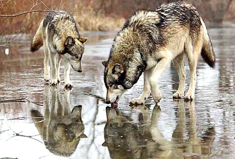 Волки. - волки, живопись., картина - оригинал