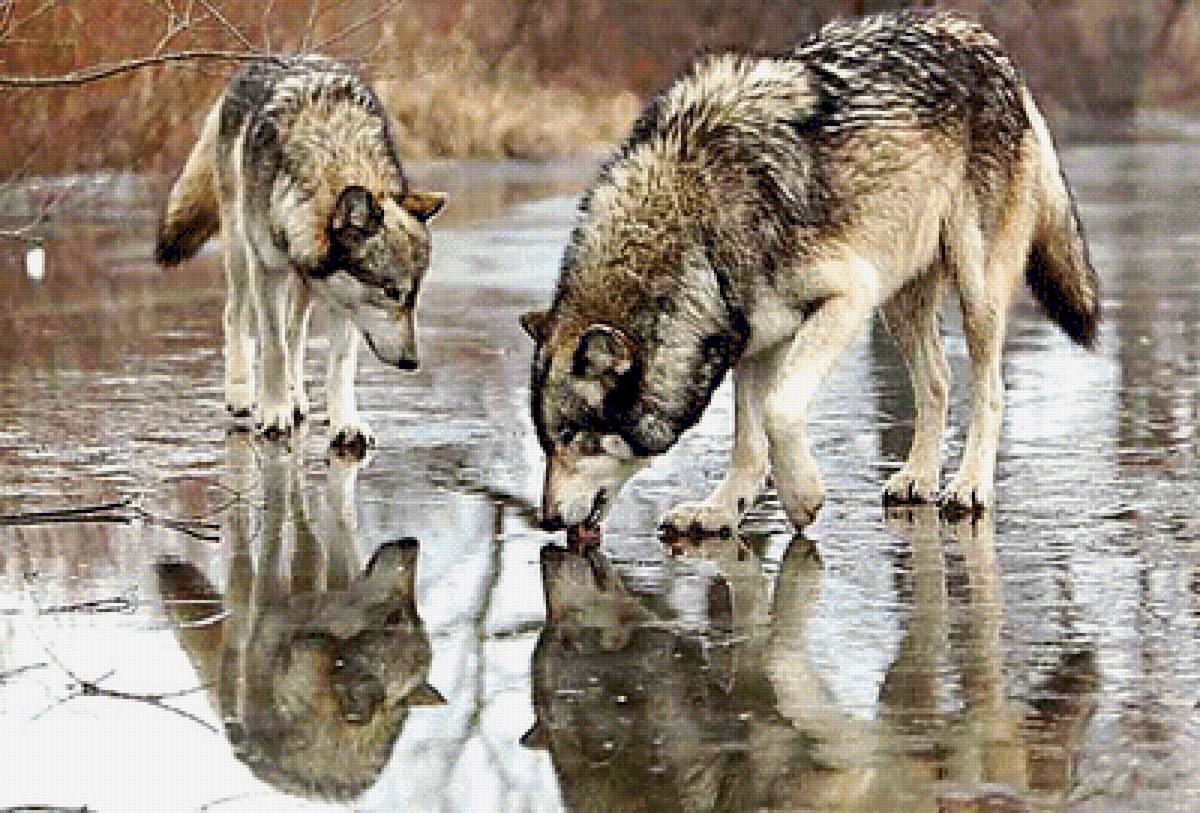Wolf hunters. Стая Волков. Волчья стая на охоте.